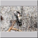 Dipogon subintermedius - Wegwespe w09a 7mm Sandgrube Niedringhaussee-det.jpg